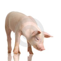 Porc comu